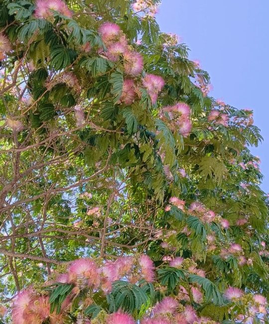 北方花树品种大全：耐寒乔木与庭院花木的精选指南
