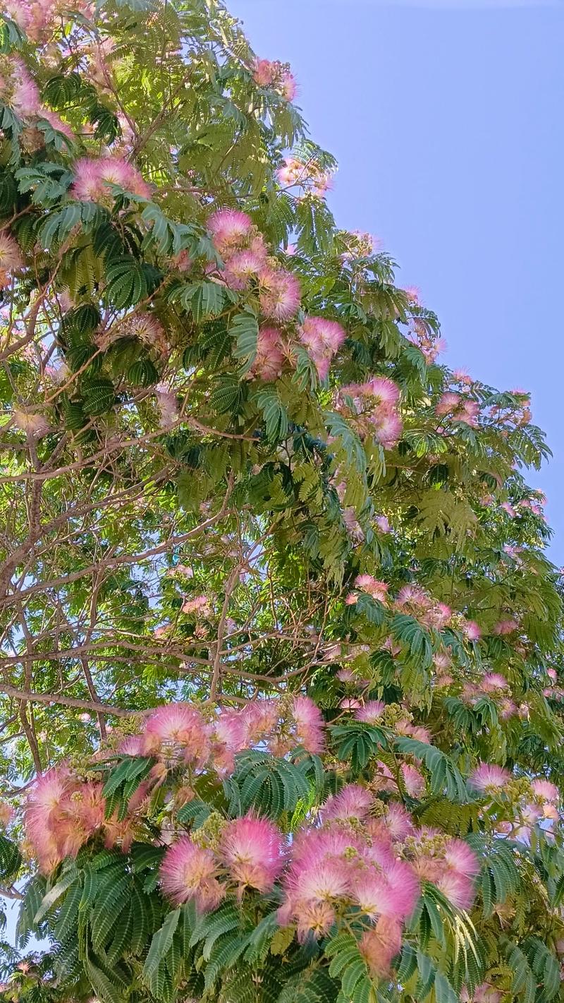 北方花树品种大全：耐寒乔木与庭院花木的精选指南
