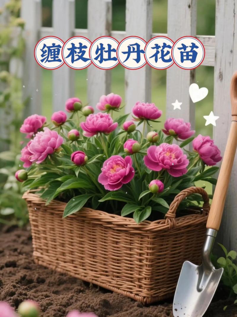 牡丹花适宜生长在哪里?庭院地栽与阳台盆栽的黄金环境指南 修剪促花系统指导