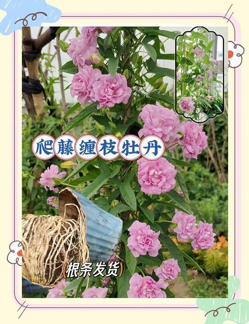 牡丹花适宜生长在哪里?庭院地栽与阳台盆栽的黄金环境指南 越冬与越夏管理