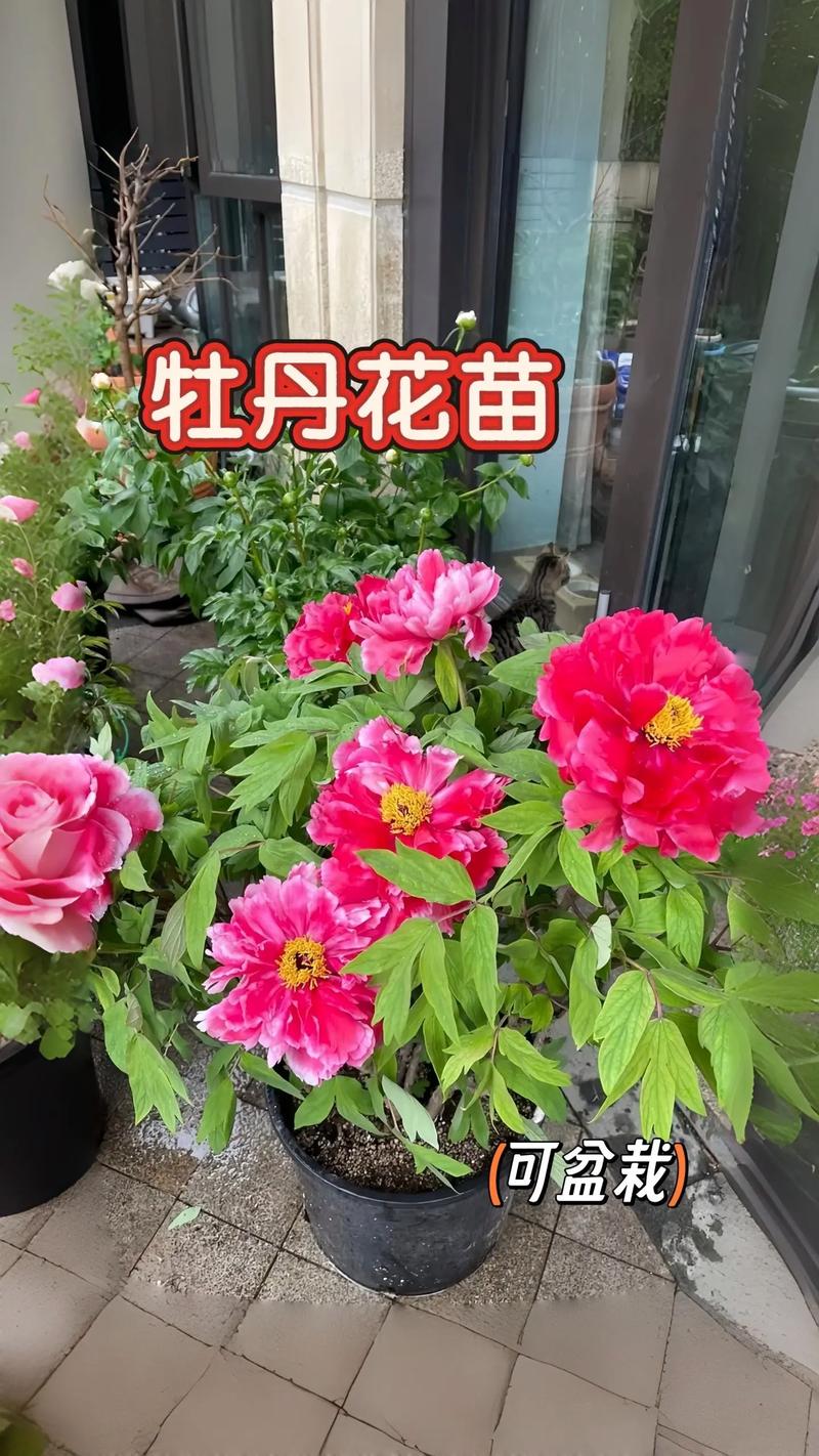牡丹花适宜生长在哪里?庭院地栽与阳台盆栽的黄金环境指南 盆栽/地栽选择决策