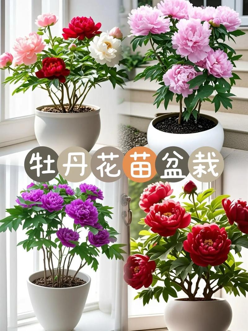 牡丹花适宜生长在哪里?庭院地栽与阳台盆栽的黄金环境指南 常见误区与纠正
