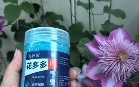 月季花肥用什么肥料好？家庭月季施肥全攻略