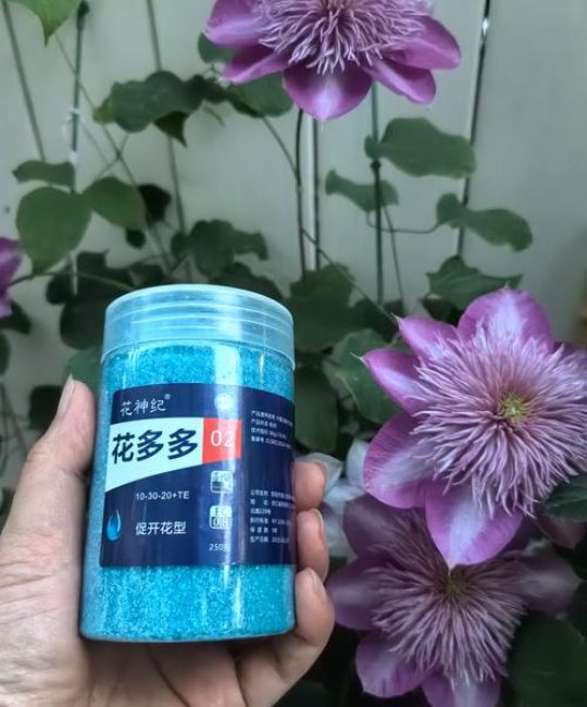 月季花肥用什么肥料好？家庭月季施肥全攻略