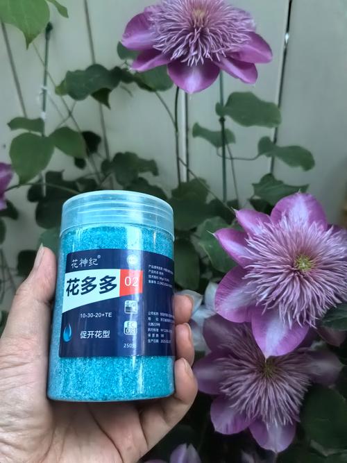 月季花肥用什么肥料好?家庭月季施肥全攻略 月季花肥用什么肥料好?家庭月季施肥全攻略