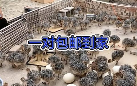 江西鸵鸟幼苗哪里买？一份科学严谨的采购渠道核查指南
