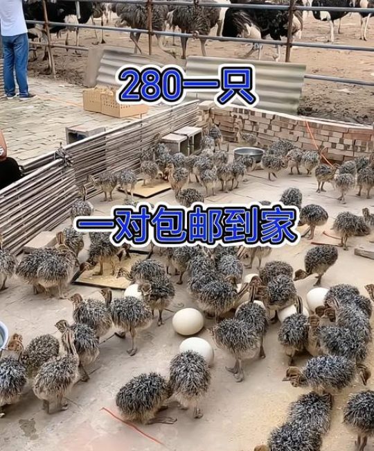 江西鸵鸟幼苗哪里买？一份科学严谨的采购渠道核查指南