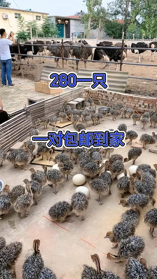 江西鸵鸟幼苗哪里买?一份科学严谨的采购渠道核查指南 江西鸵鸟幼苗哪里买?一份科学严谨的采购渠道核查指南