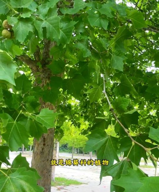 梧桐树四季常青吗？详解落叶习性、南北种植差异与行道树养护指南