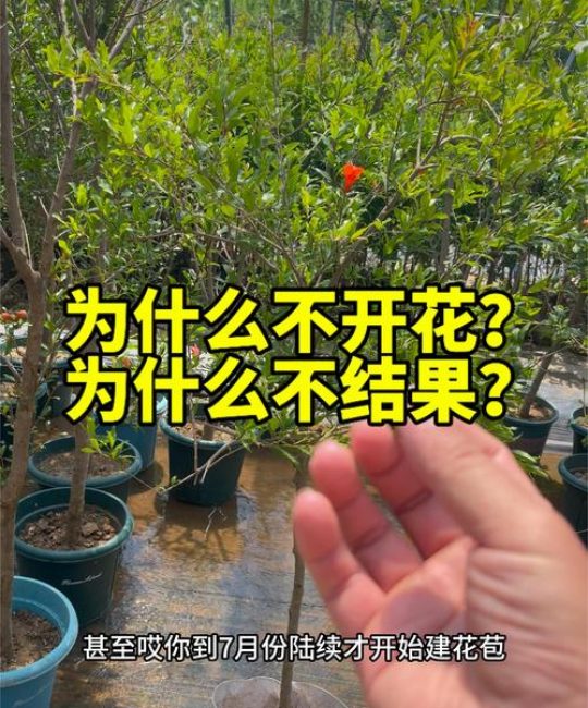 石榴树只开花不结果的原因及解决方法