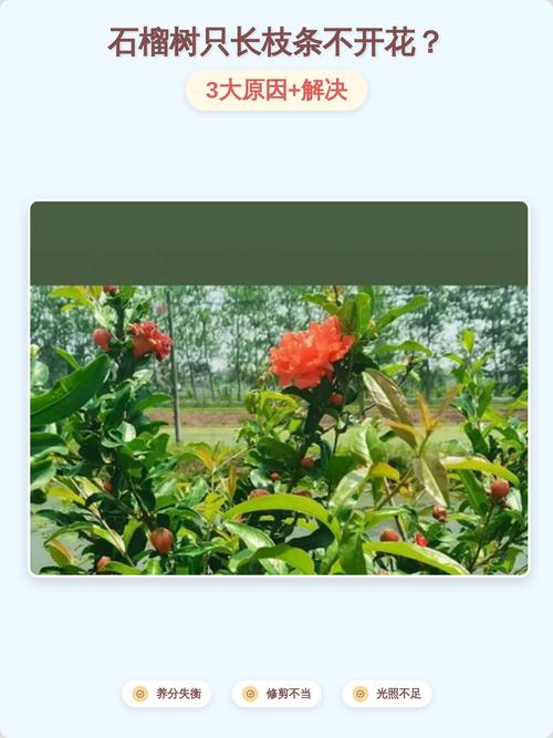 石榴树只开花不结果的原因及解决方法 常见问题解答(FAQ)