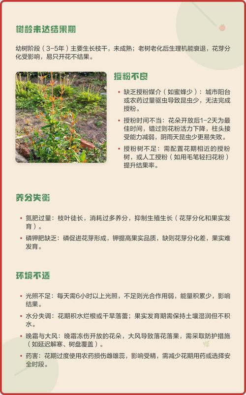 石榴树只开花不结果的原因及解决方法 新手最容易犯的三个错误