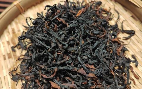 红茶古树茶有什么特点？从植物学角度解析古老茶树的独特魅力