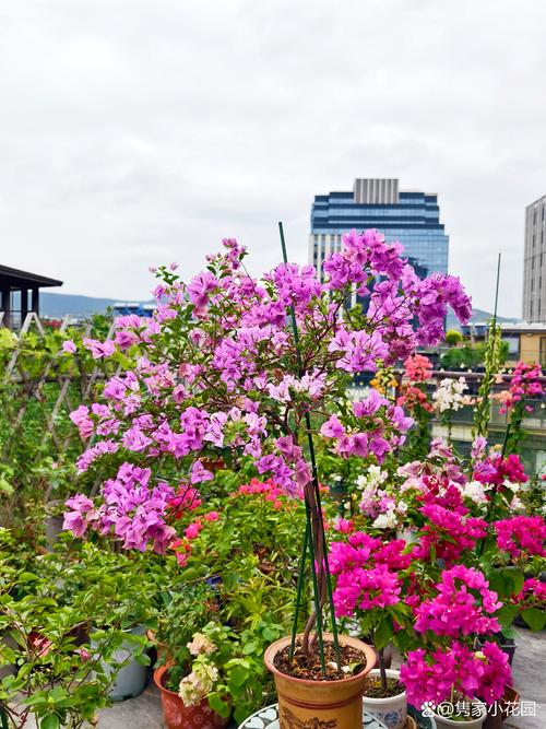 三角梅一般在什么季节开花?花期、促花技巧与不开花原因全解析 三角梅一般在什么季节开花?