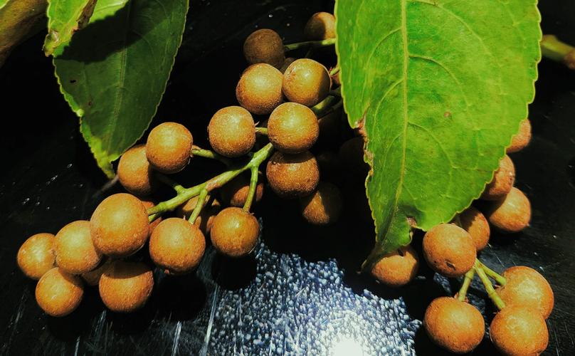 重阳木是名贵树吗?深度解析其价值与种植指南 二、重阳木的种植条件与核心技巧