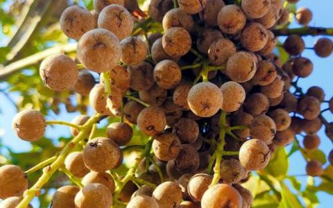 重阳木是名贵树吗？深度解析其价值与种植指南
