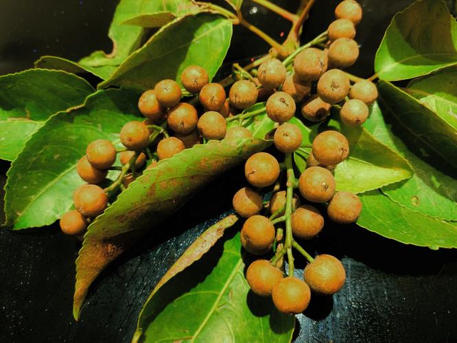 重阳木是名贵树吗?深度解析其价值与种植指南 三、重阳木的风水寓意与养护禁忌