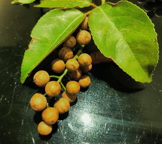 重阳木是名贵树吗?深度解析其价值与种植指南 四、常见问题解答(FAQ)
