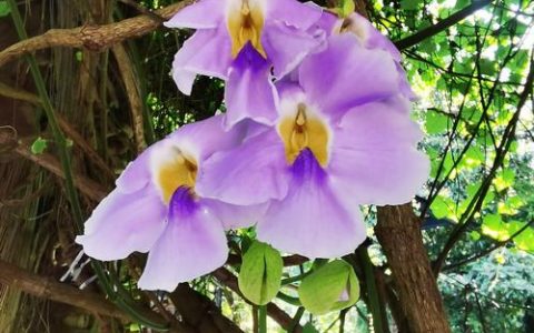爬藤牵牛花需要打顶吗？手把手教你打造爆花“小花墙”