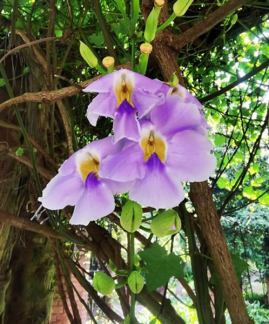爬藤牵牛花需要打顶吗？手把手教你打造爆花“小花墙”