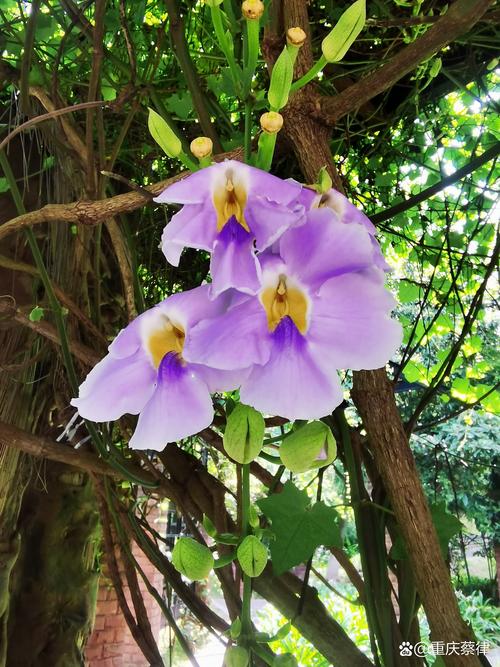 爬藤牵牛花需要打顶吗？手把手教你打造爆花“小花墙”