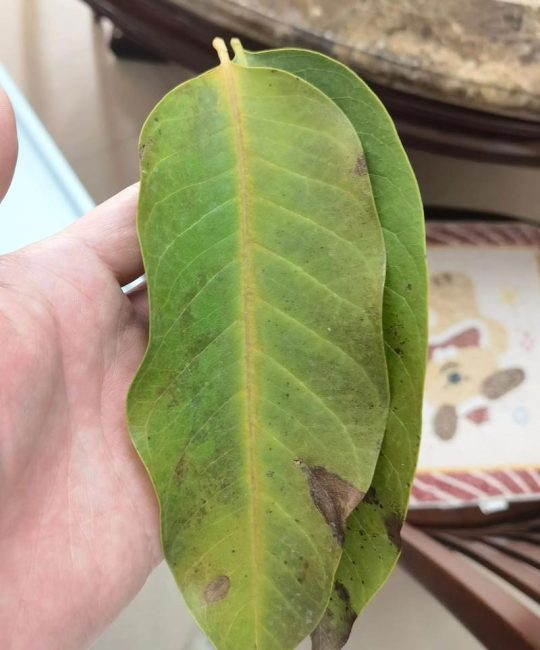 为什么兰花的叶子干枯变黄？常见原因与解决办法