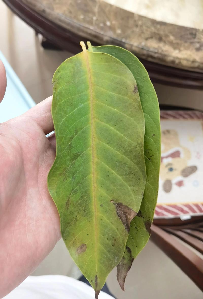 为什么兰花的叶子干枯变黄?常见原因与解决办法 一、浇水不当:过湿或过干
