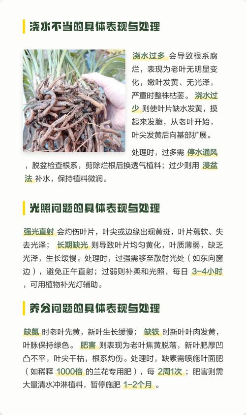 为什么兰花的叶子干枯变黄?常见原因与解决办法 三、施肥不当:过量或缺乏