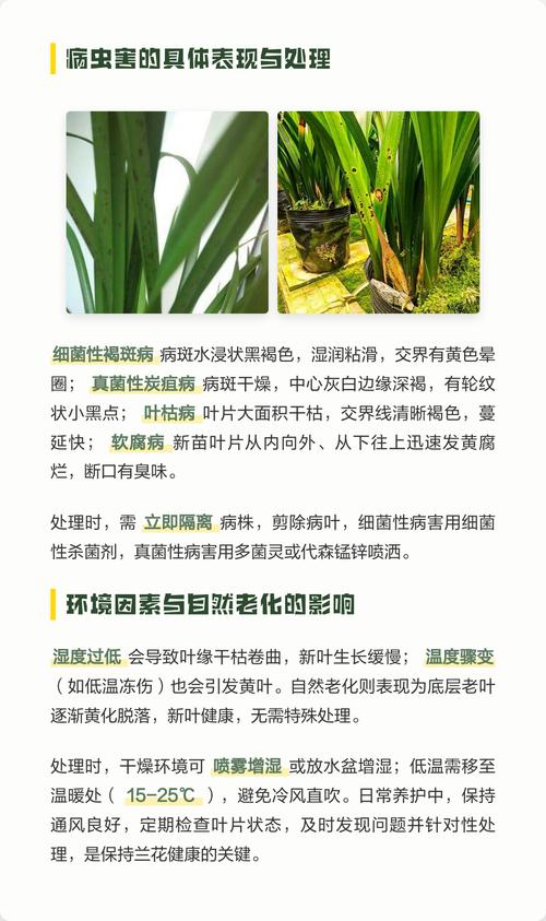 为什么兰花的叶子干枯变黄?常见原因与解决办法 四、温度与通风不适