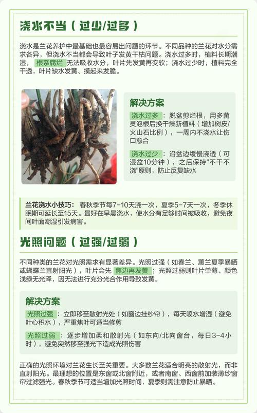 为什么兰花的叶子干枯变黄?常见原因与解决办法 五、病虫害侵袭