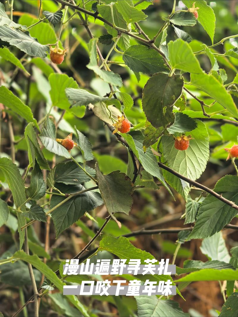 树莓是覆盆子吗?别被名字骗了 园艺种植:树莓(覆盆子)怎么养?