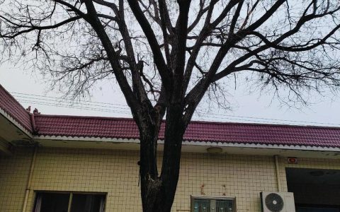 大门口左边种一棵家槐树好吗？庭院地栽槐树的规格、养护与安全须知