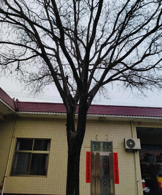 大门口左边种一棵家槐树好吗？庭院地栽槐树的规格、养护与安全须知