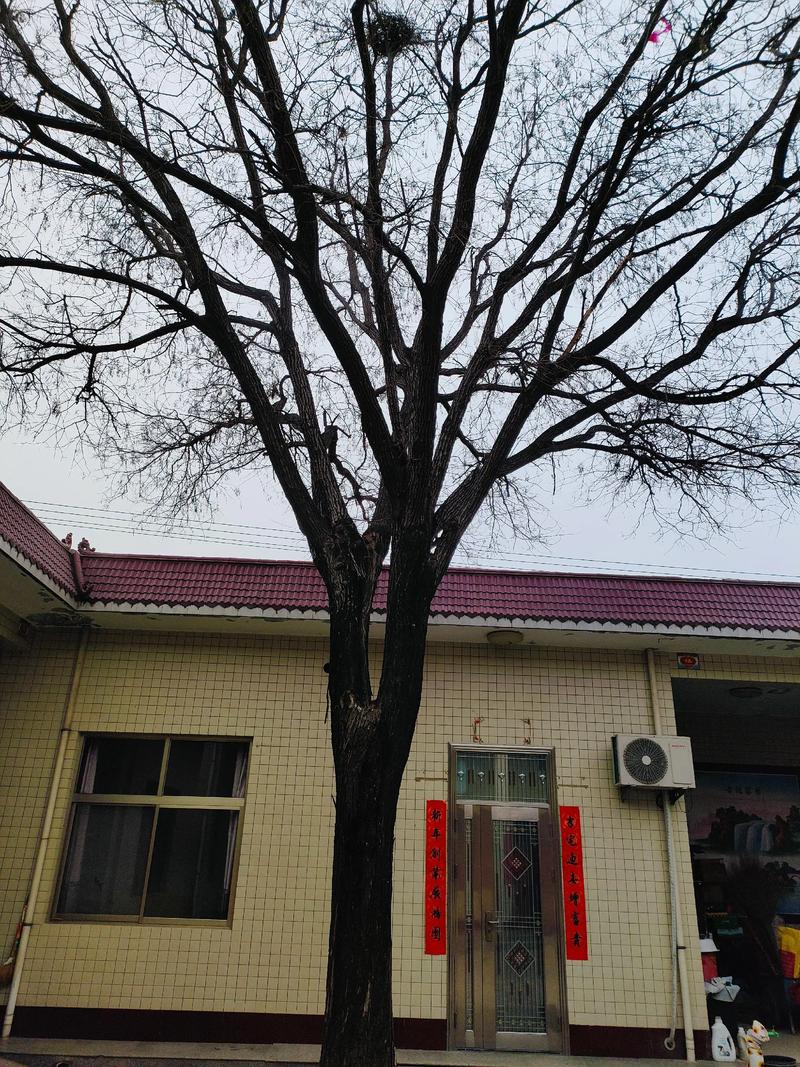 大门口左边种一棵家槐树好吗?庭院地栽槐树的规格、养护与安全须知 可以种,但需满足三个硬性条件