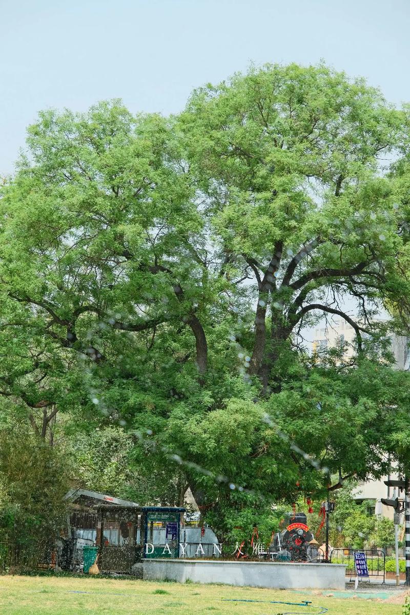 大门口左边种一棵家槐树好吗?庭院地栽槐树的规格、养护与安全须知 槐树的文化寓意与科学定位