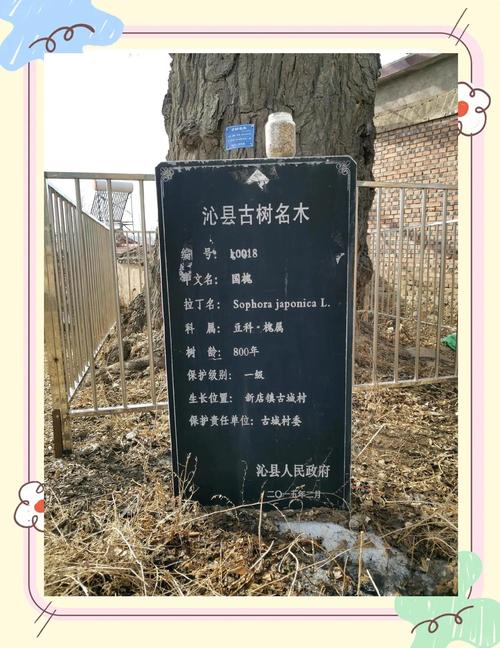 大门口左边种一棵家槐树好吗?庭院地栽槐树的规格、养护与安全须知 全冠移栽技术详解