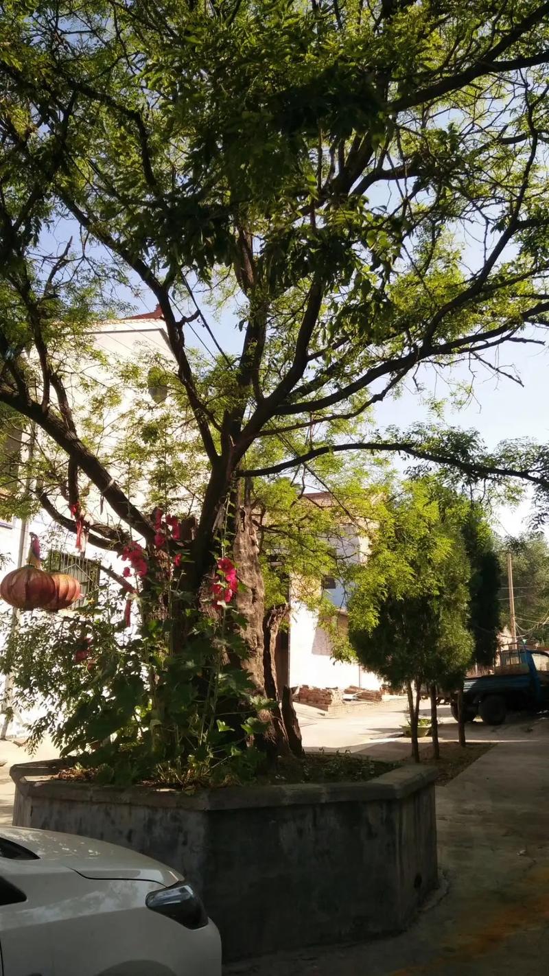 大门口左边种一棵家槐树好吗?庭院地栽槐树的规格、养护与安全须知 树形与遮荫能力评估