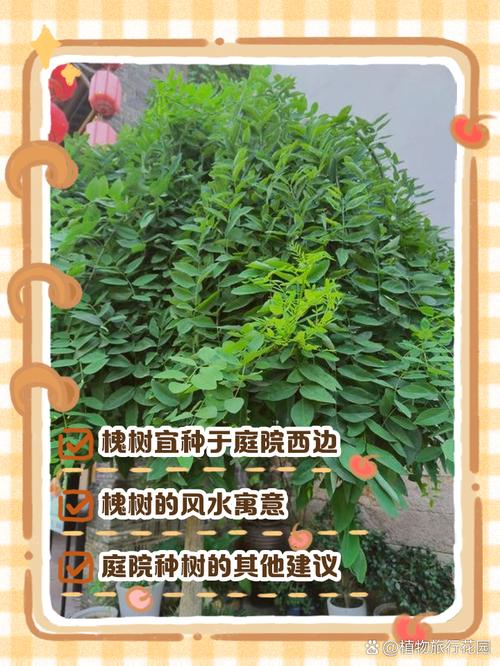 大门口左边种一棵家槐树好吗?庭院地栽槐树的规格、养护与安全须知 支撑固定系统方案