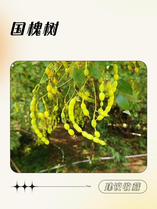 大门口左边种一棵家槐树好吗?庭院地栽槐树的规格、养护与安全须知 常见错误与风险预警