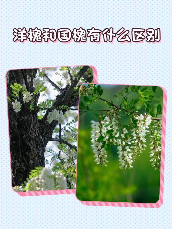 大门口左边种一棵家槐树好吗?庭院地栽槐树的规格、养护与安全须知 总结