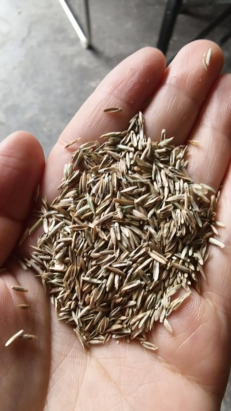 黑麦草种子怎么播种?一份从选时到成坪的实操指南 黑麦草种子怎么播种?一份从选时到成坪的实操指南