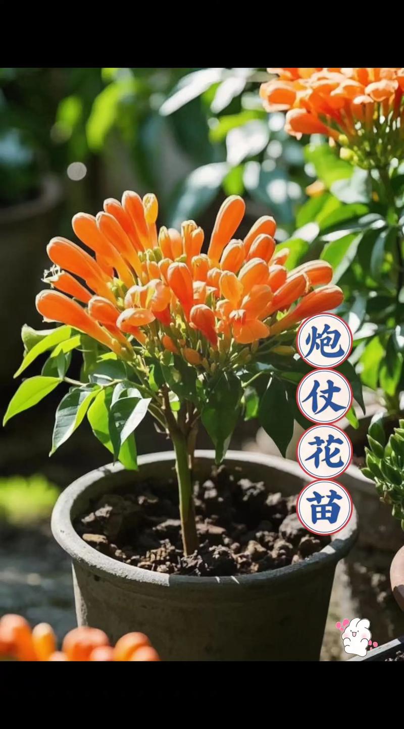 炮仗花四季常青吗?揭秘其攀附习性、越冬策略与南北养护差异 哪种攀附方式适合你家墙壁?——炮仗花的附着机制