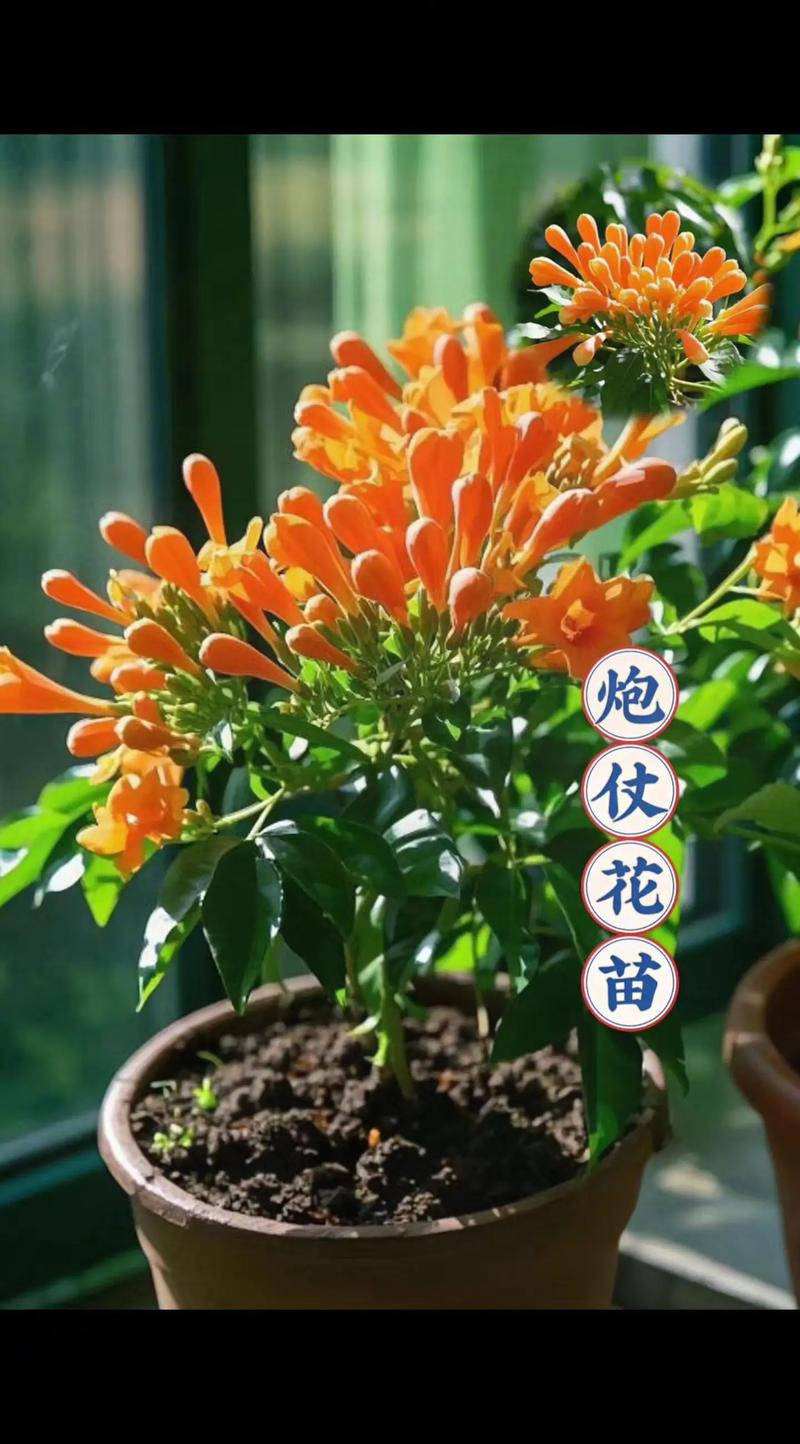 炮仗花四季常青吗?揭秘其攀附习性、越冬策略与南北养护差异 炮仗花并非“全国常绿”——耐寒耐热分区与适种区域