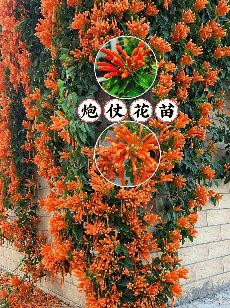 炮仗花四季常青吗?揭秘其攀附习性、越冬策略与南北养护差异 南北种植差异化建议