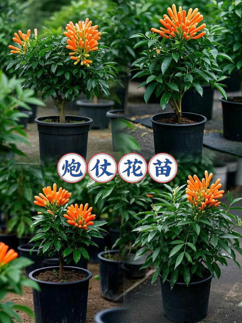 炮仗花四季常青吗?揭秘其攀附习性、越冬策略与南北养护差异 总结