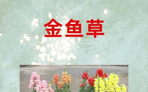 金鱼草繁殖全指南：播种与扦插的品种差异化操作要点