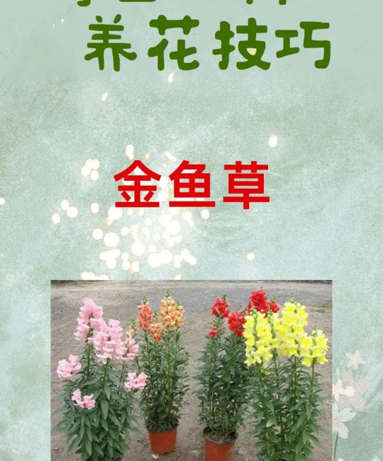 金鱼草繁殖全指南：播种与扦插的品种差异化操作要点