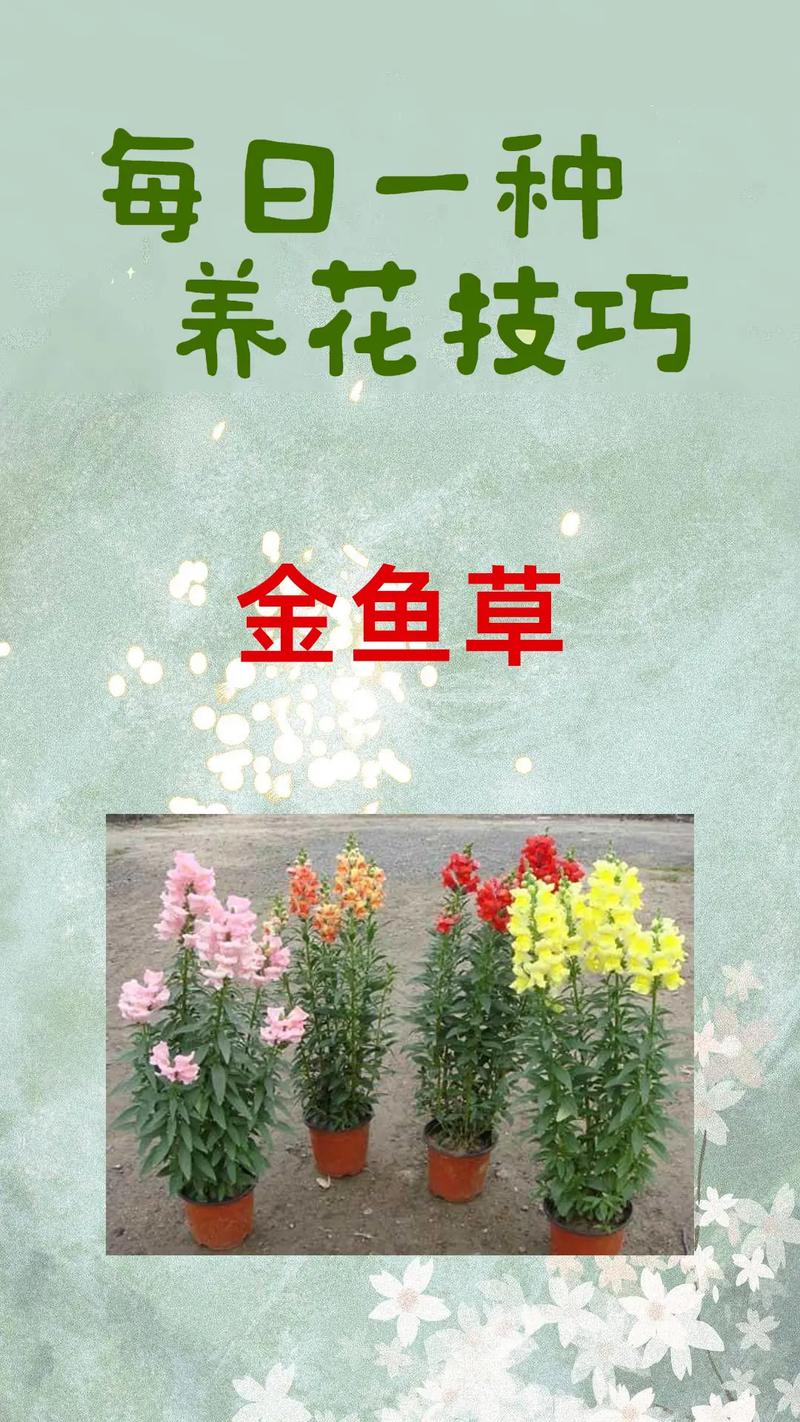 金鱼草繁殖全指南:播种与扦插的品种差异化操作要点 一、繁殖方式选择:播种是主流,扦插是补充