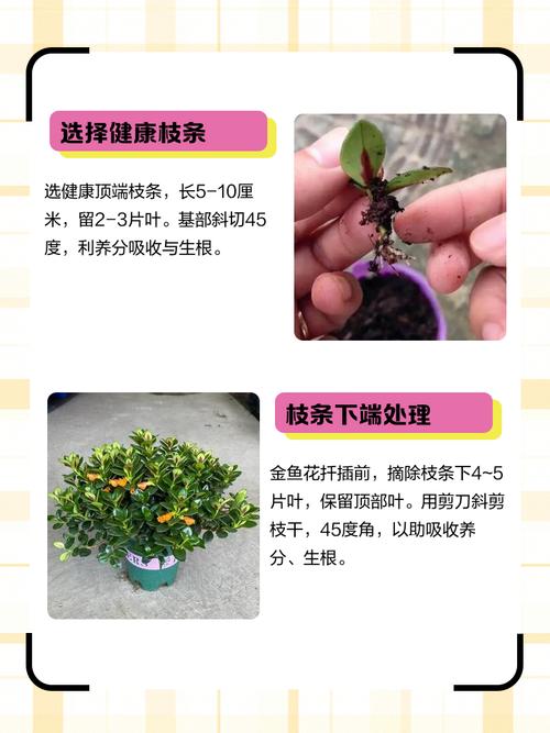 金鱼草繁殖全指南:播种与扦插的品种差异化操作要点 四、幼苗管理与移栽决策