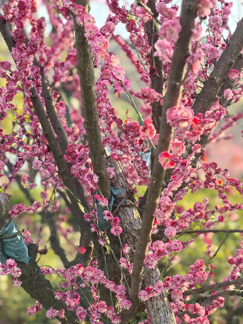 超山梅花的基本花期